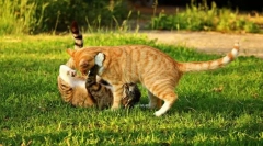 Plecare la natură cu o pisică