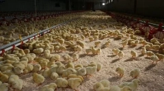 Creșterea puiilor de pui de găină