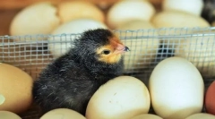 Cultivarea puiilor non-succes