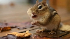 Distracție rozătoare