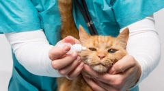 Boala ochilor pisici