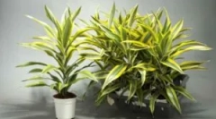 Boli și dăunători pe dragă