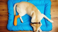 Bolile osoase, articulare și musculare