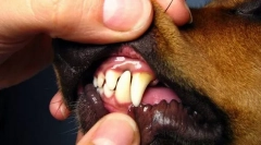 Bolile cavității pta