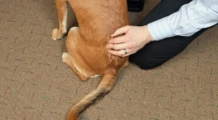 Boli ale coloanei vertebrale