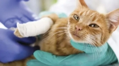 Boli ale articulațiilor și oaselor la pisici