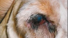 Boli de veacuri și suprafață a ochilor