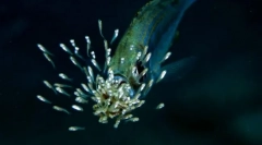 Fă pește despre îngrijirea copiilor?