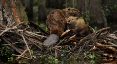 De ce bobras construiesc barajele?