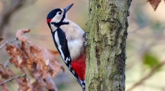 De ce ciocăniile bate pe copac?