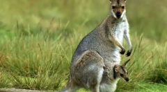 De ce sacul de cangur?