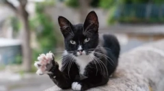 De ce pisicile de pisici pe labe: teorii de bază