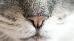 De ce pisica este nasul umed?