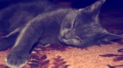 De ce pisica este o mustață