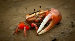 De ce krama kulshnya?