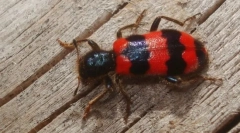 De ce larva de gândaci ai mamei zboară pe albine?