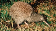 De ce bird kiwi este un cioc?