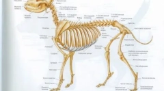 De ce câinele este coada