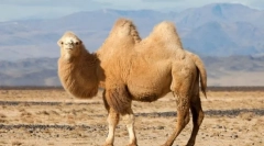De ce camel horn?