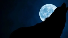 De ce lupii petrec pe luna plină?