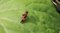 De ce zhukam-stafilines abdomenul lung luminos?