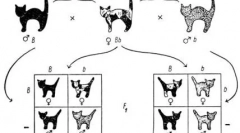 Pisicile negre misterioase: totul despre culoarea lor