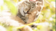 Locul de amplasare a pisicilor: unde sunt sufletele animalelor domestice după moarte în ceea ce privește diferitele religii