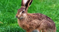Iepure de câmp