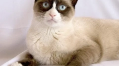 Peste mări belonozha