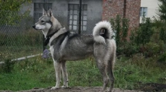 West siberian lucky