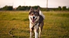 West siberian lyki (fotografii): un vânător bun și un prieten credincios