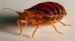 Miros de la bedbugs în apartament