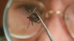 Infecția omului cu encefalită bicicletă