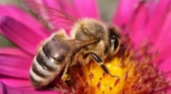 Protecția împotriva albinelor la domiciliu și în țară