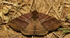 Protecția straturilor de blănuri din moli