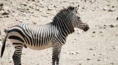 Zebra gorna