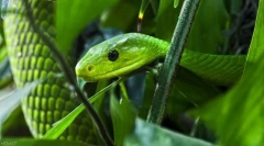 Green mamba