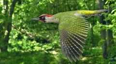 Woodpecker verde