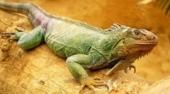 Verde iguana