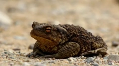 Pământ de toad