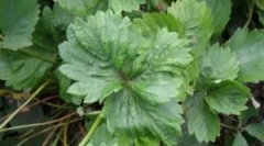 Căpuați căpșuni: soiuri și modalități de a lupta