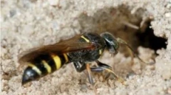 Pământul oss și pericolele de vecinătate