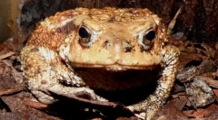 Toad caucazian