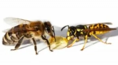 Stooling osa și bee: diferențele în mușcătură