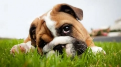 Bolile gastrointestinale