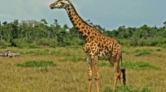 Girafă