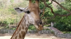 Girafes