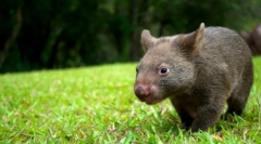 Vombiat animal: cute mamifer mare (foto)