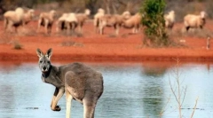 Animale din australia