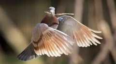 Planeta animalelor în fotografii (17 buc)